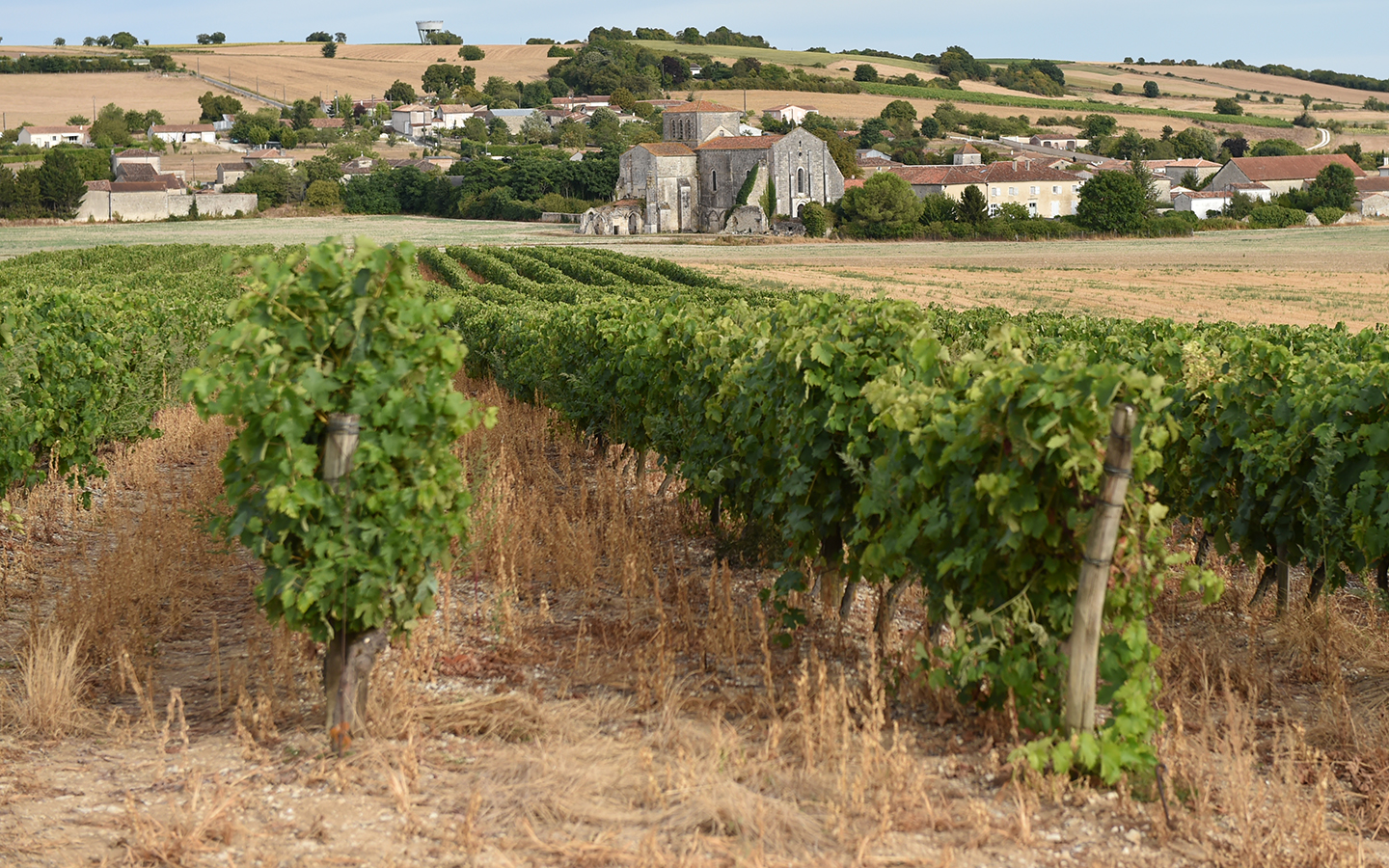vignes-Jarnac