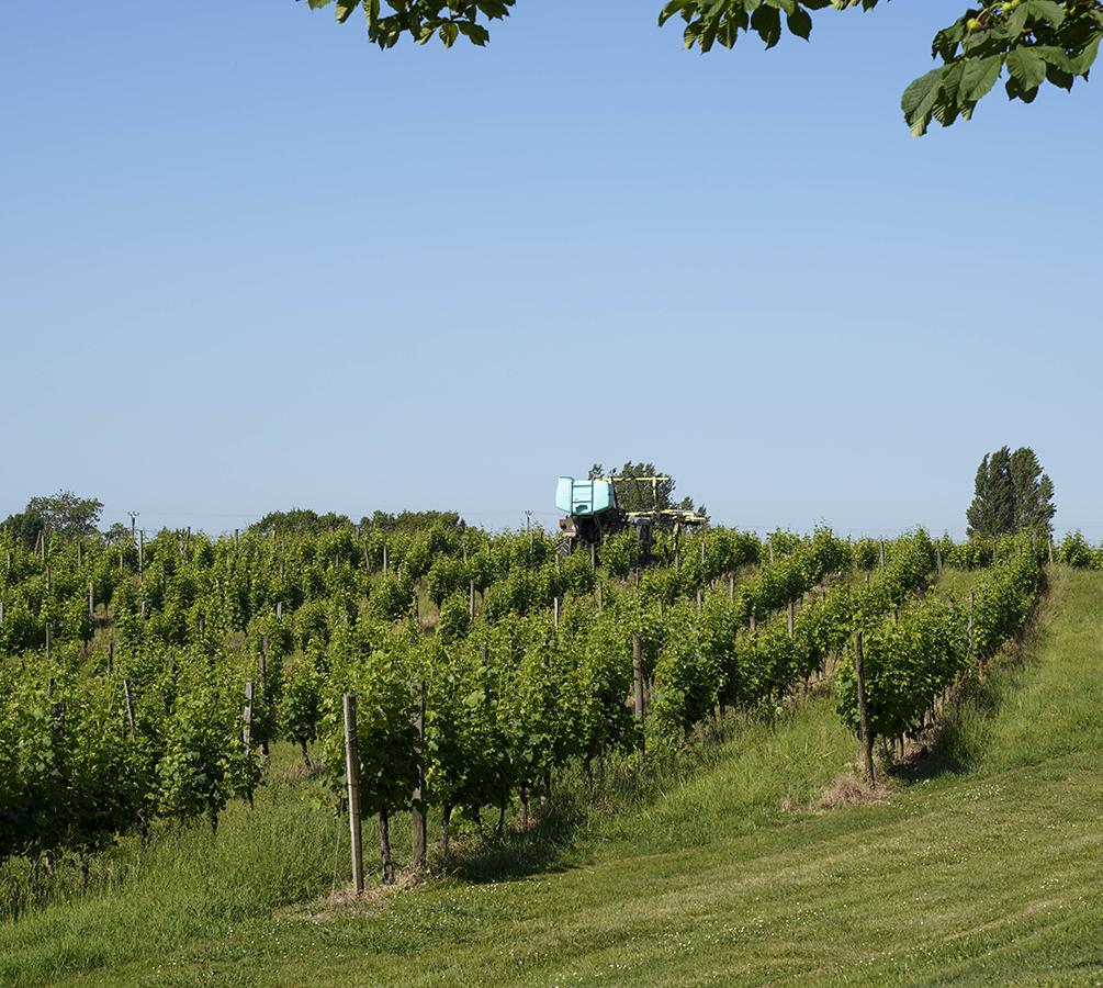 Vignes Sauve-Majeure