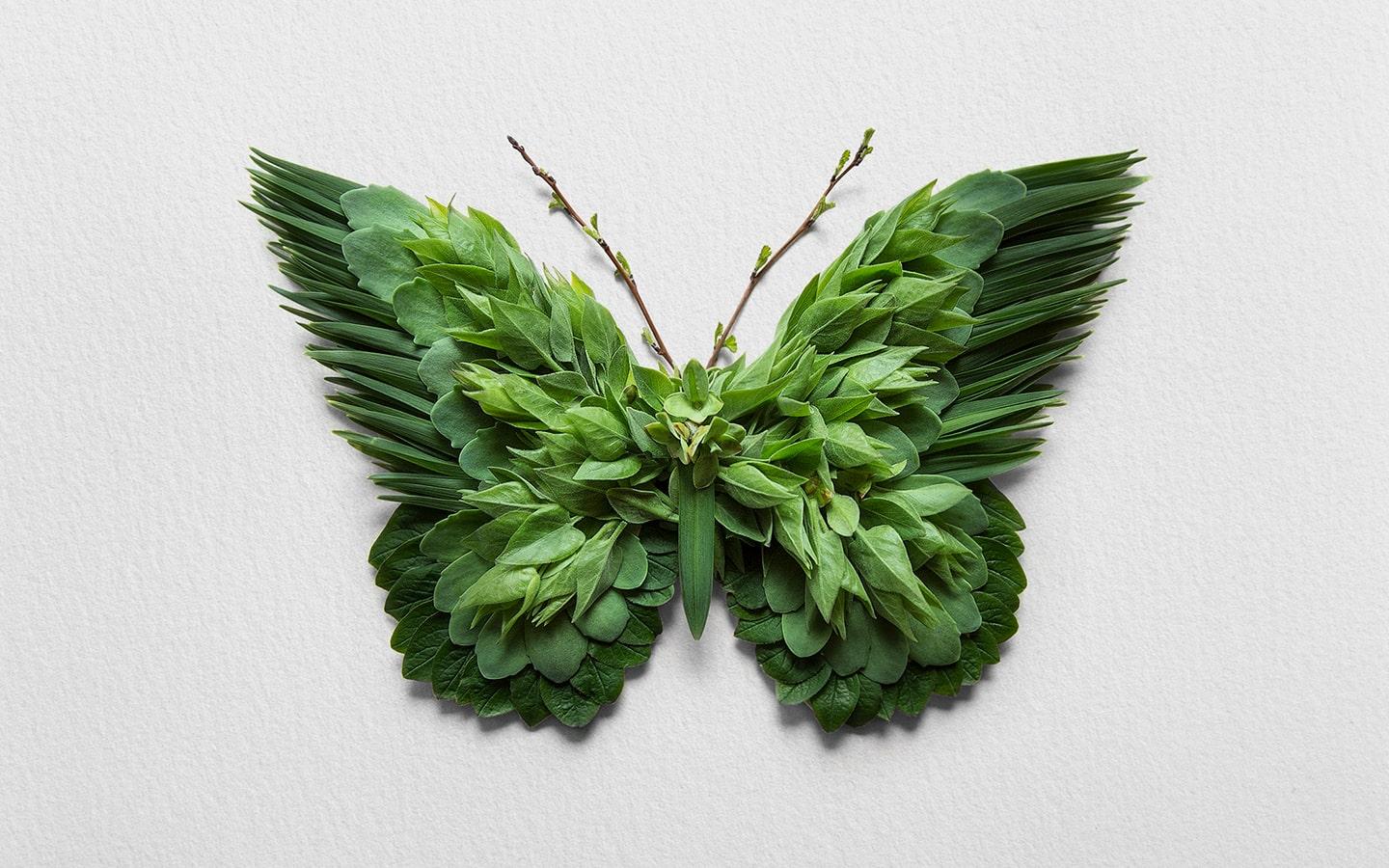 Illustration de la carte de voeux 2020 du CESER - Papillon