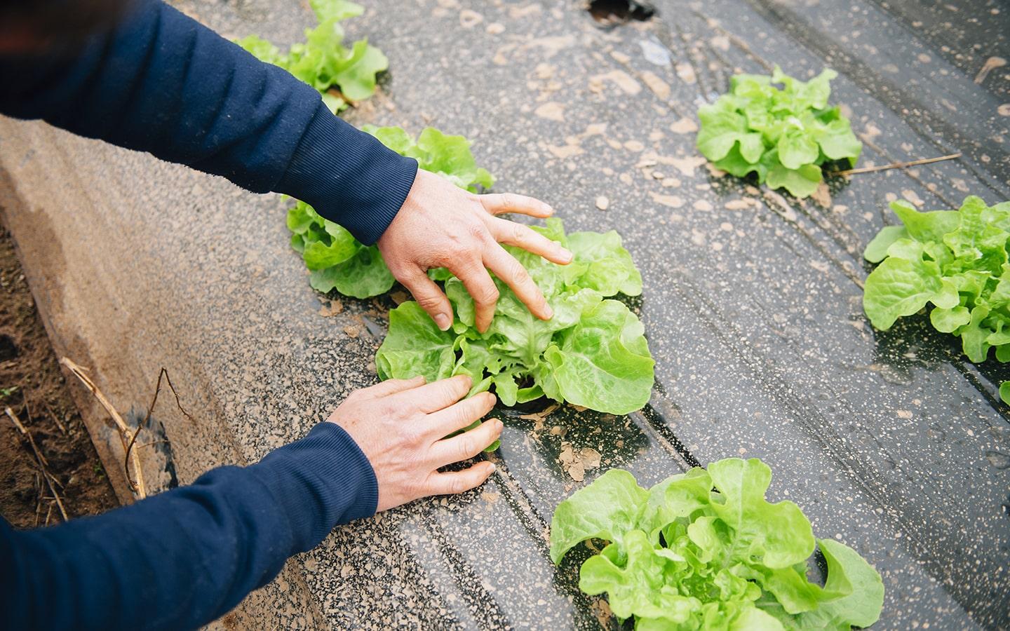 Agriculture biologique
